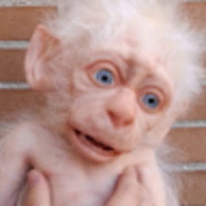 Meet your Posher, Oscar